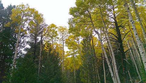 Aspens in Fall II White Modern Wood Framed Art Print with Double Matting by Tenoever, William