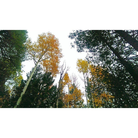 Aspens in Fall III White Modern Wood Framed Art Print by Tenoever, William
