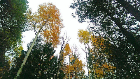 Aspens in Fall III White Modern Wood Framed Art Print with Double Matting by Tenoever, William
