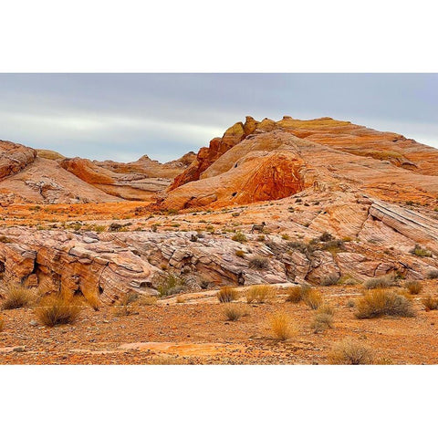 ValleyOfFire:BigHornSheep2 Black Modern Wood Framed Art Print with Double Matting by Tenoever, William