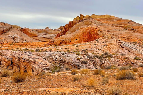 ValleyOfFire:BigHornSheep2 White Modern Wood Framed Art Print with Double Matting by Tenoever, William