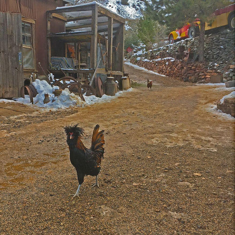 Polish Chicken Black Ornate Wood Framed Art Print with Double Matting by Popcorn