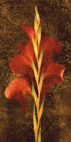 Gladiola Black Ornate Wood Framed Art Print with Double Matting by Seba, John