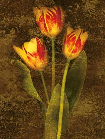 Three Tulips White Modern Wood Framed Art Print with Double Matting by Seba, John