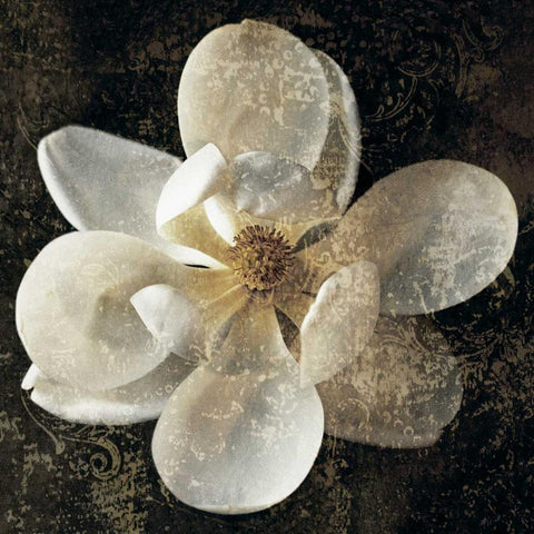Magnolia I Black Modern Wood Framed Art Print with Double Matting by Seba, John