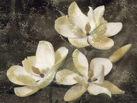 The Magnolia Tree White Modern Wood Framed Art Print with Double Matting by Seba, John