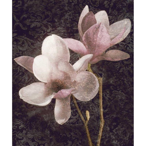 Pink Magnolias I Black Modern Wood Framed Art Print with Double Matting by Seba, John
