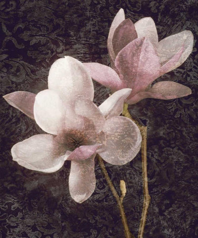 Pink Magnolias I White Modern Wood Framed Art Print with Double Matting by Seba, John