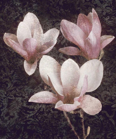 Pink Magnolias II White Modern Wood Framed Art Print with Double Matting by Seba, John