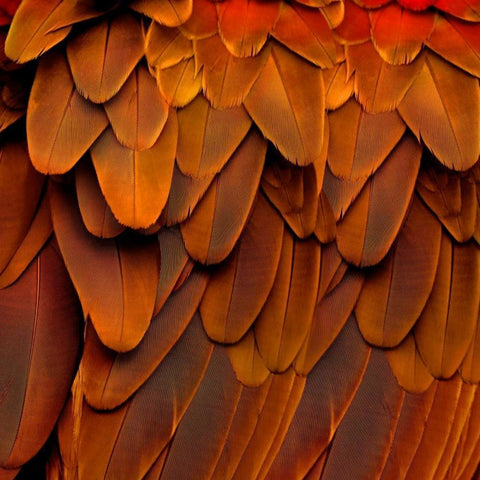 Feathered Friend - Burnt Orang Gold Ornate Wood Framed Art Print with Double Matting by Bosco, Julia