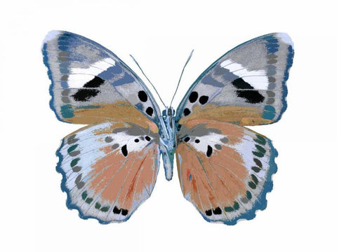 Butterfly in Pink II White Modern Wood Framed Art Print with Double Matting by Bosco, Julia