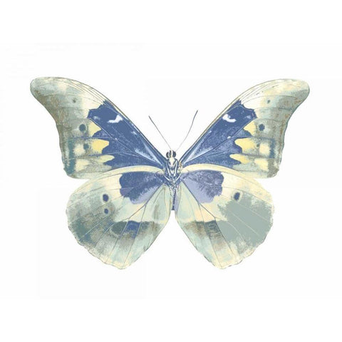 Butterfly in Aqua II Gold Ornate Wood Framed Art Print with Double Matting by Bosco, Julia