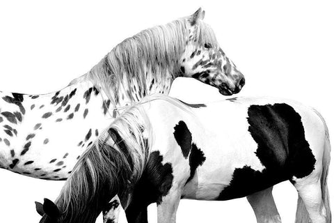 Spotted and Pinto Black Ornate Wood Framed Art Print with Double Matting by Carter, Samantha