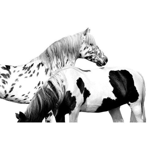 Spotted and Pinto White Modern Wood Framed Art Print by Carter, Samantha