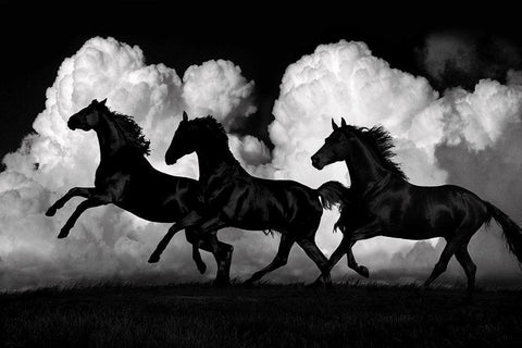 Wild Horses White Modern Wood Framed Art Print with Double Matting by Carter, Samantha