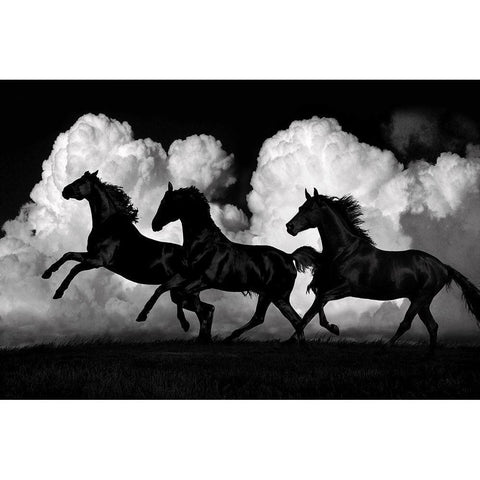 Wild Horses White Modern Wood Framed Art Print by Carter, Samantha