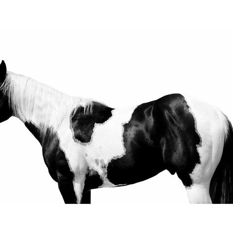 Pinto White Modern Wood Framed Art Print by Carter, Samantha