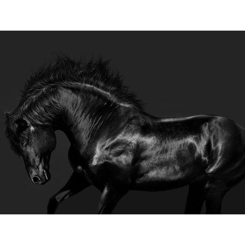 Black on Black Gold Ornate Wood Framed Art Print with Double Matting by Carter, Samantha