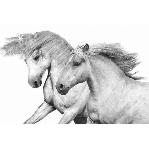 Duo I White Modern Wood Framed Art Print by Carter, Samantha