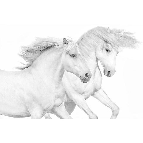 Duo II White Modern Wood Framed Art Print by Carter, Samantha