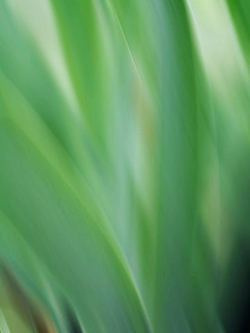 Green flora motion Black Ornate Wood Framed Art Print with Double Matting by Plank, Savanah