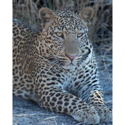 Young Leopard Gold Ornate Wood Framed Art Print with Double Matting by Bennion, Scott