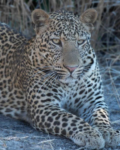 Young Leopard White Modern Wood Framed Art Print with Double Matting by Bennion, Scott