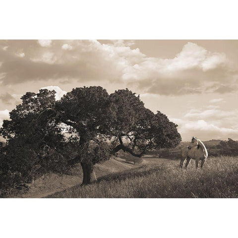 California Evening White Modern Wood Framed Art Print by Dawson, Robert