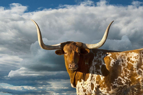 Texas Longhorn ~ Color White Modern Wood Framed Art Print with Double Matting by Dawson, Robert
