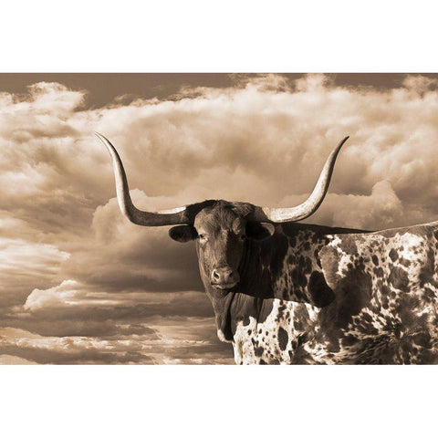 Texas Longhorn ~ Sepia White Modern Wood Framed Art Print by Dawson, Robert