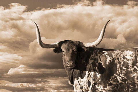 Texas Longhorn ~ Sepia White Modern Wood Framed Art Print with Double Matting by Dawson, Robert