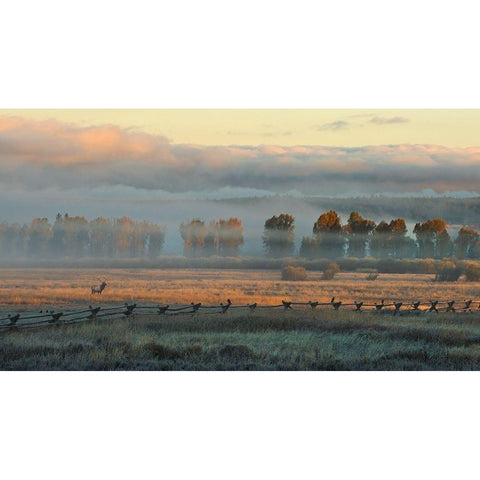 In the Morning Mist White Modern Wood Framed Art Print by Dawson, Robert