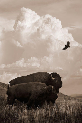 The American Buffalo Black Ornate Wood Framed Art Print with Double Matting by Dawson, Robert