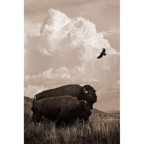 The American Buffalo White Modern Wood Framed Art Print by Dawson, Robert
