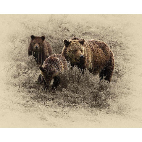 Grizzly Family Gold Ornate Wood Framed Art Print with Double Matting by Brown, Jim