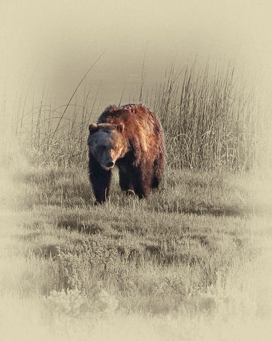 Grizzly Black Ornate Wood Framed Art Print with Double Matting by Brown, Jim