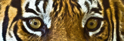 Tiger Eyes White Modern Wood Framed Art Print with Double Matting by Bolokofsky, Ronald