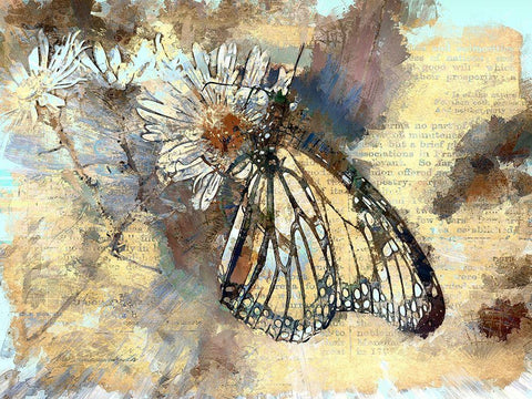 Butterfly Wings Black Ornate Wood Framed Art Print with Double Matting by Bolokofsky, Ronald