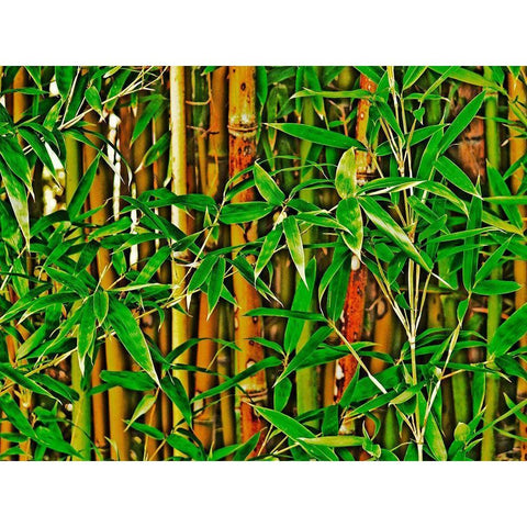 Bamboo in HD I Gold Ornate Wood Framed Art Print with Double Matting by Simons