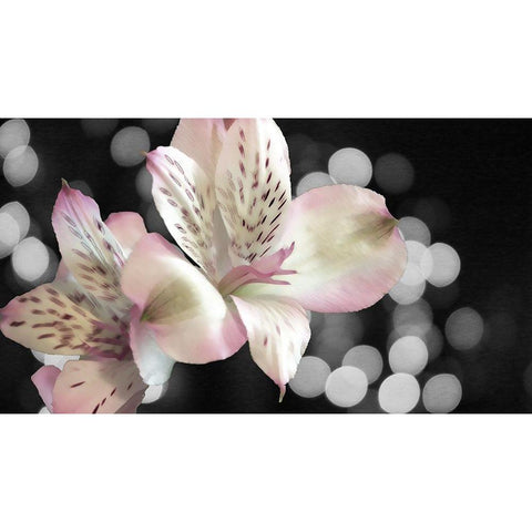 Bubbly in Pink White Modern Wood Framed Art Print by Simons
