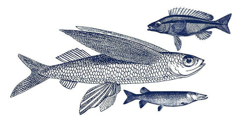 Blue Fish Black Ornate Wood Framed Art Print with Double Matting by Phillip, Jamie