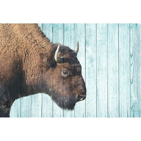 Bison Trail White Modern Wood Framed Art Print by Phillip, Jamie