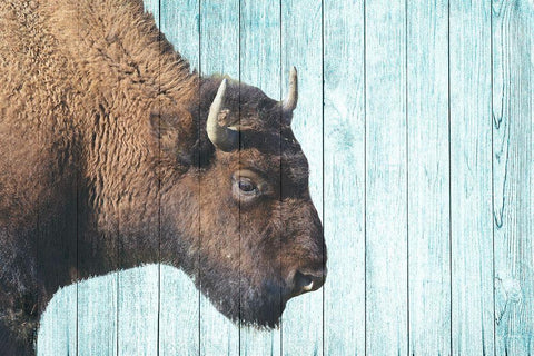 Bison Trail Black Ornate Wood Framed Art Print with Double Matting by Phillip, Jamie