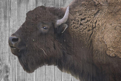 Buffalo Alpha Black Ornate Wood Framed Art Print with Double Matting by Phillip, Jamie