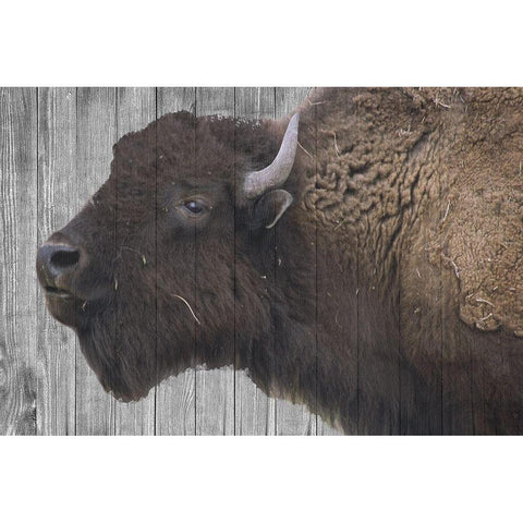 Buffalo Alpha White Modern Wood Framed Art Print by Phillip, Jamie