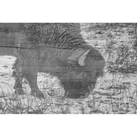 American Buffalo Black Modern Wood Framed Art Print with Double Matting by Phillip, Jamie