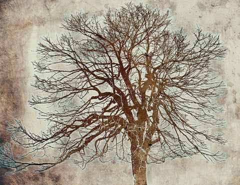 Tree White Modern Wood Framed Art Print with Double Matting by Phillip, Jamie