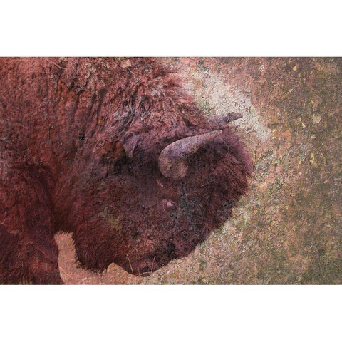 Brown Buffalo White Modern Wood Framed Art Print by Phillip, Jamie