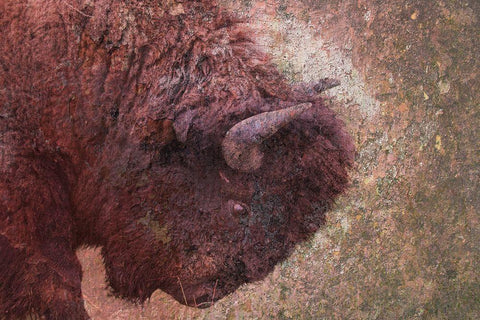 Brown Buffalo Black Ornate Wood Framed Art Print with Double Matting by Phillip, Jamie