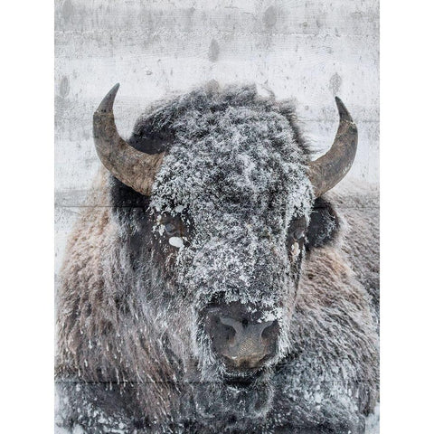 Snow Bison White Modern Wood Framed Art Print by Phillip, Jamie